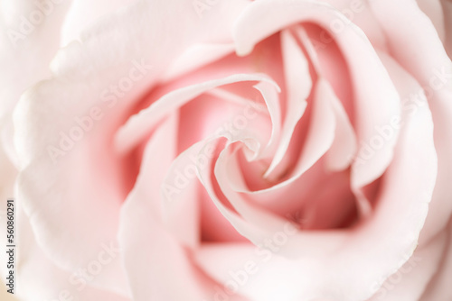 Closeup of light pink rose. Background, texture