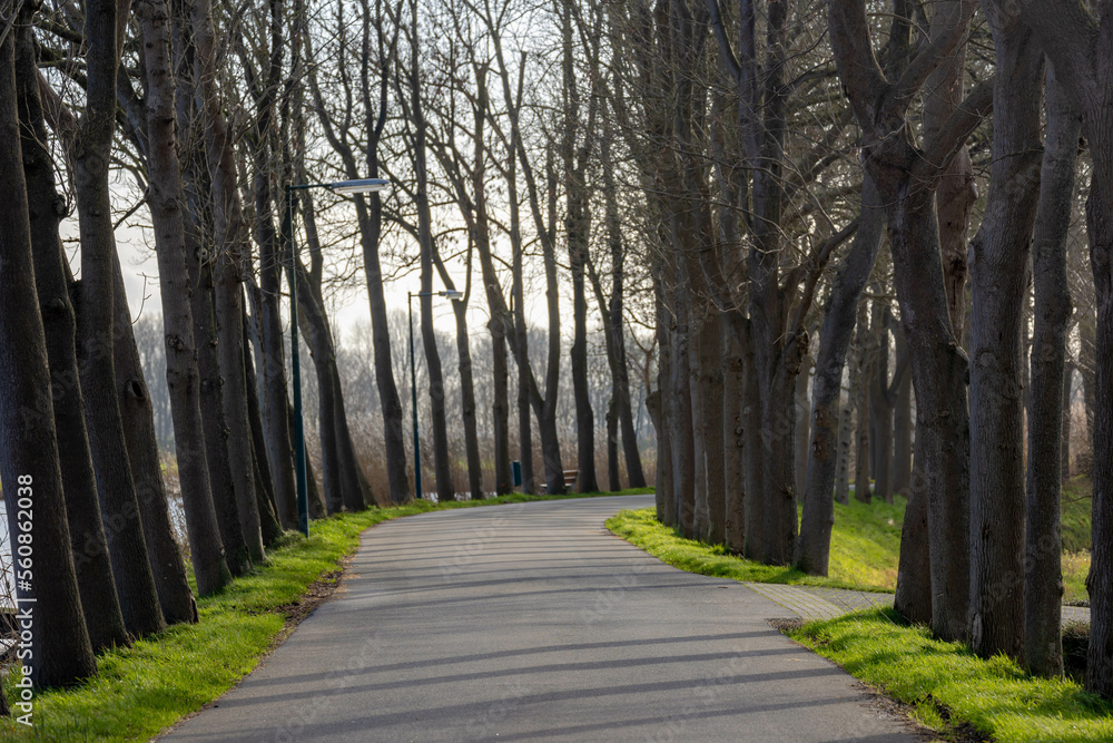 Small street with tree trunks along the way, Winter landscape view with a row of tree on the both side of the road along the Gein river in Abcoude, Dutch countryside in province of Utrecht Netherlands