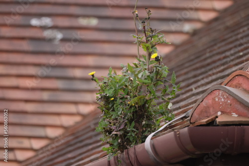 A green plant grew out of the gutter