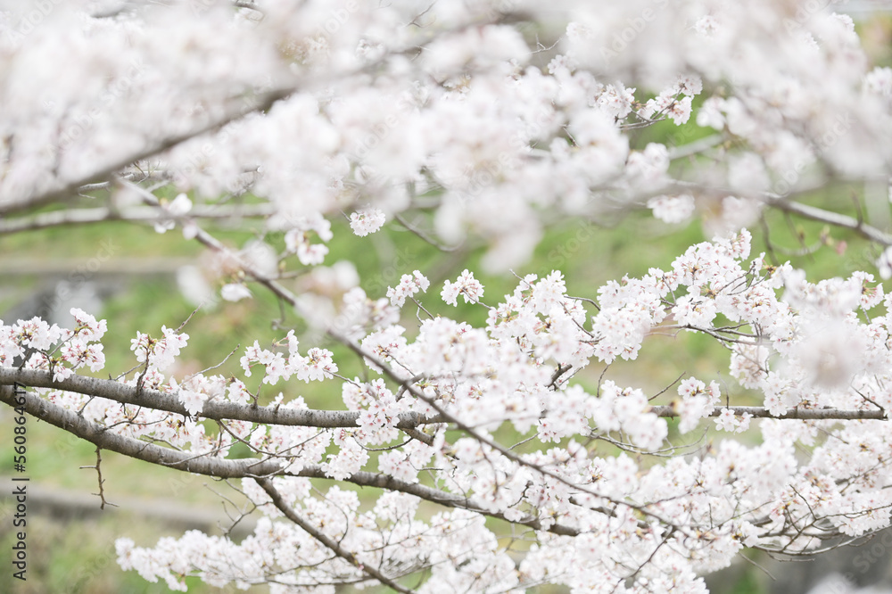 Fototapeta premium blooming tree
