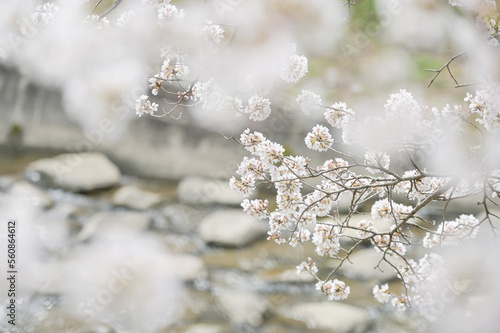 snow covered branches
