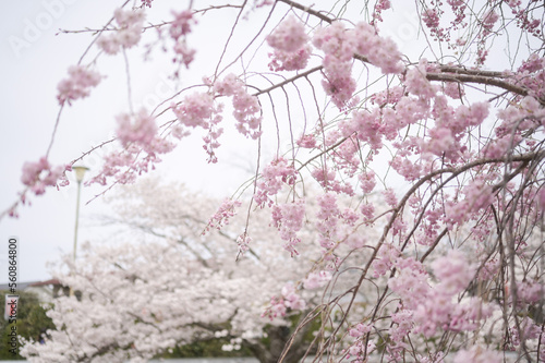 cherry blossom
