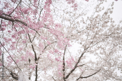 pink cherry blossom