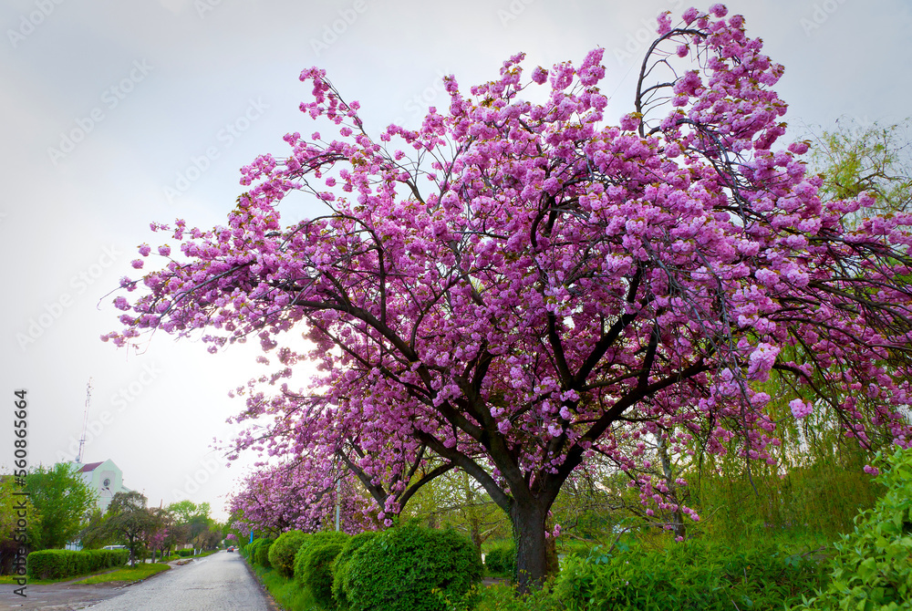 Beautiful street with sakura trees in the city of Uzhhorod, Ukraine Beautiful street with sakura trees in the city of Uzhhorod, Ukraine