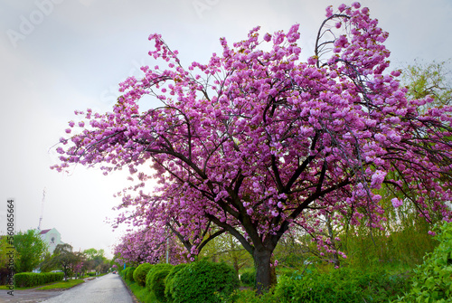 Beautiful street with sakura trees in the city of Uzhhorod, Ukraine