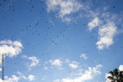 A Flock Of Birds In The Blue Sky