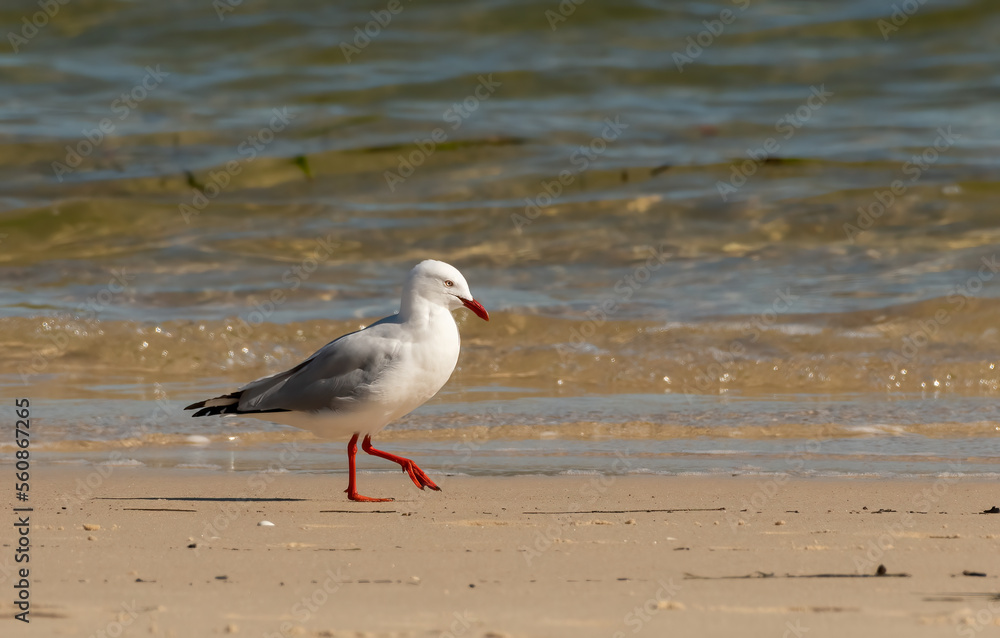 Silver gull (Chroicocephalus novaehollandiae) with its red beak and legs treading the sand at the waters edge looking for food. Silver gull (Chroicocephalus novaehollandiae) with its red beak and legs treading the sand at the waters edge looking for food.
