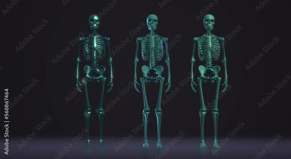 head anatomy, human, skeleton head anatomy, human, skeleton