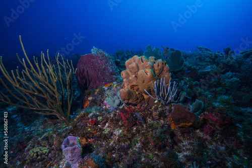 Caribean Reef Coral similar to red egypt or great barrier australia