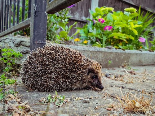 A hedgehog walking into a garden underneath metal gate