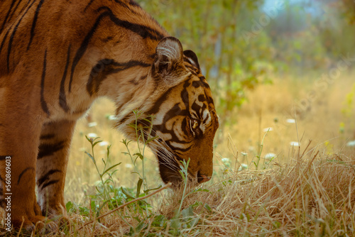 Fototapeta Naklejka Na Ścianę i Meble -  A sumatran tiger standing with face down on the ground