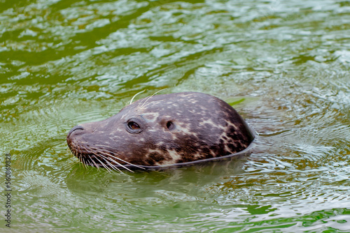 Headshot close-up of a common harbour seal swimming in water
