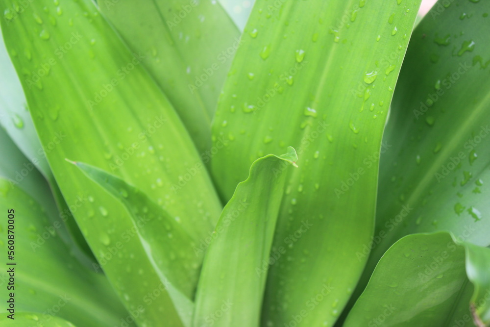 wet leaf surface exposed to rain wet leaf surface exposed to rain