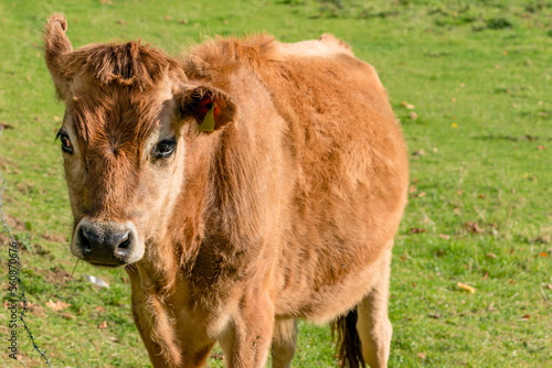 Jersey cow calf in field