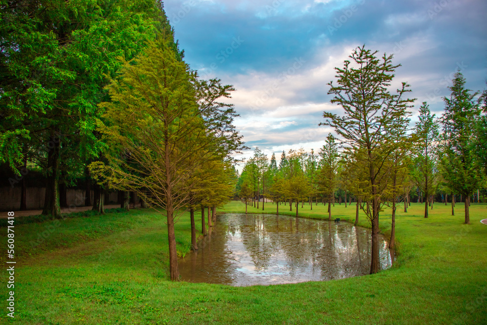 Obraz premium 작은 호수와 나무 A little lake with trees