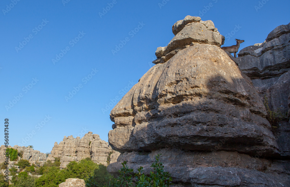 Wild goat on the rocks of Torcal