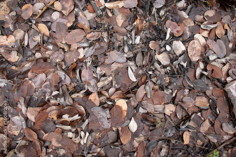 close view of natural leaves texture close view of natural leaves texture