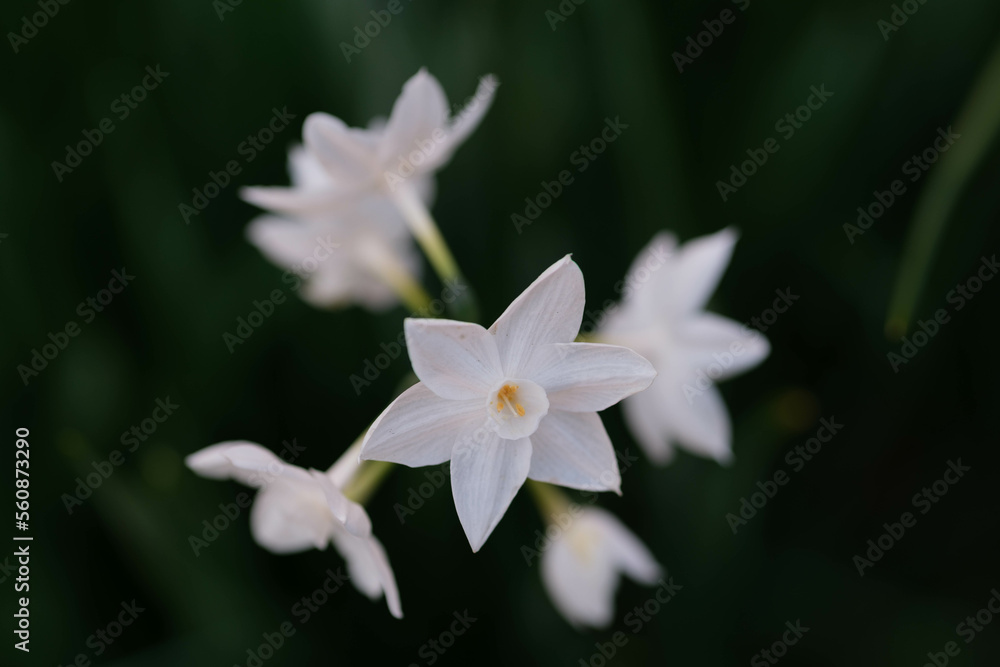 Obraz premium 早春に花を咲かせ春を告げる水仙の花。ギリシャ神話に登場するナルシスという美少年の名に由来する。背景をぼかして花を浮かび上がらせて撮影