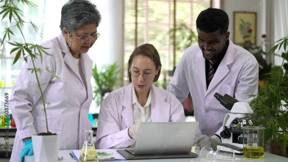 The scientist team talking about marijuana research experiment in laboratory The scientist team talking about marijuana research experiment in laboratory