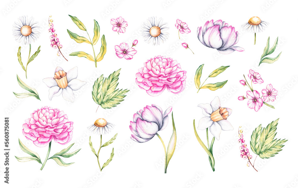 Watercolor set of spring flowers