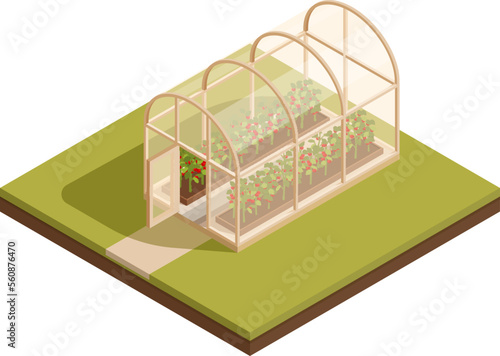 isometric greenhouse with growing tomatoes, vector illustration