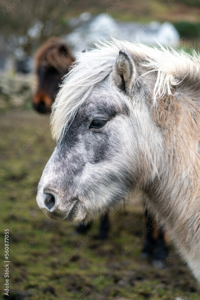 Fototapeta premium White pony in a field