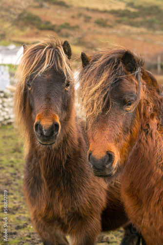 Brown ponies in a field in Ireland