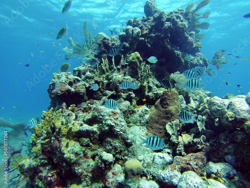 Fototapeta Naklejka Na Ścianę i Meble -  School of striped fish on the reef, off the coast of Utila, Honduras