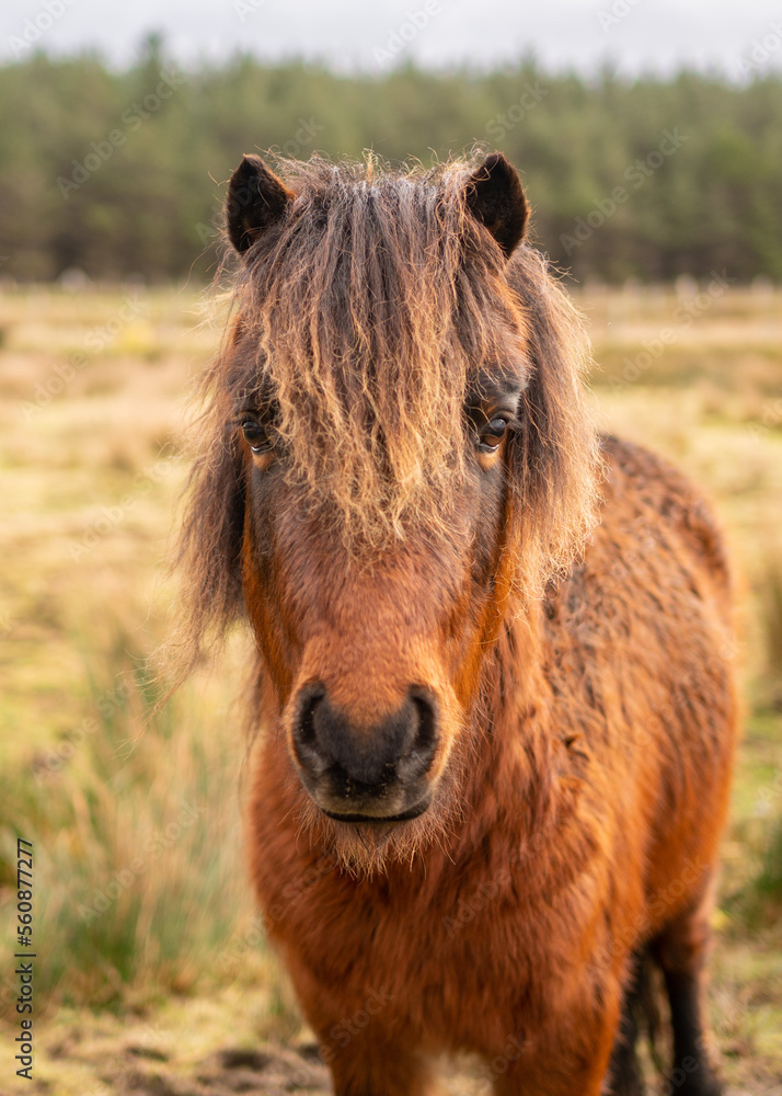 Brown pony in a field in Ireland