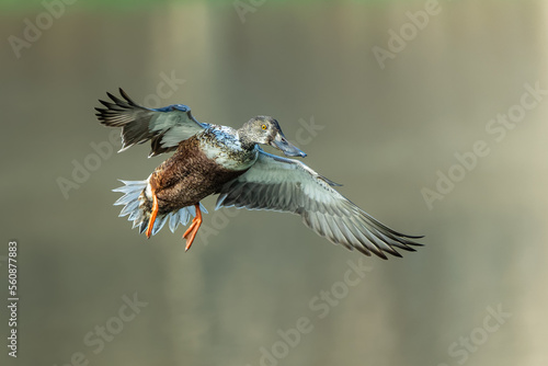 Northern Shoveler (Spatula clypeata) landing