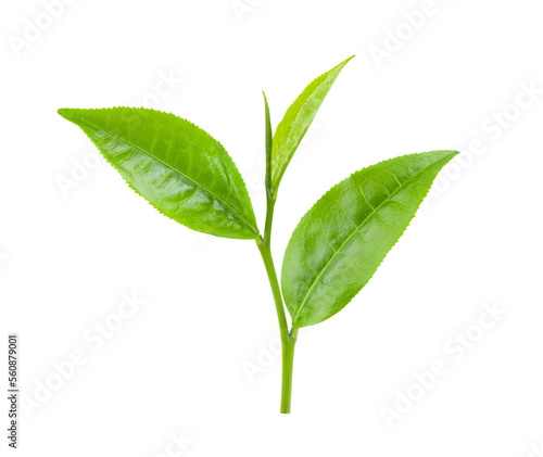 green tea leaf on transparent png