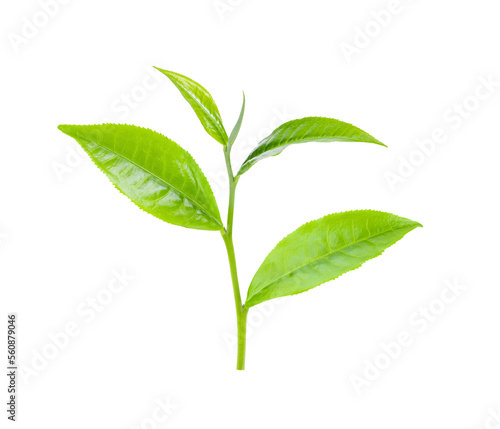 tea leaaves on transparent png
