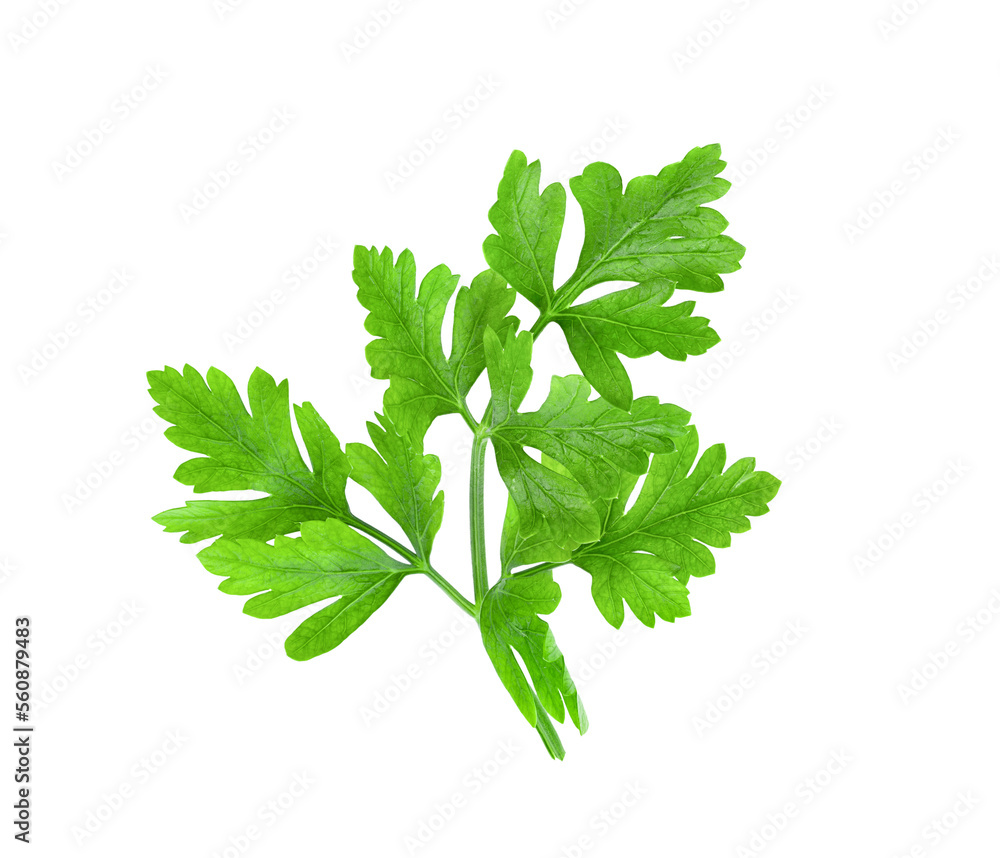 fresh parsley herb on transparent png fresh parsley herb on transparent png