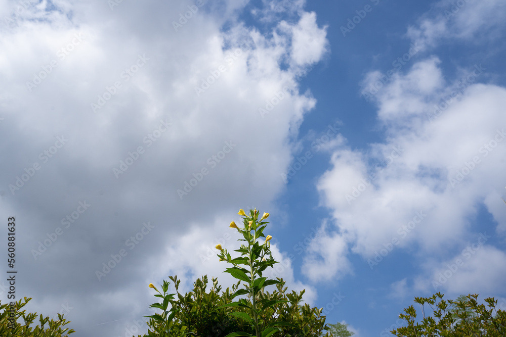 Obraz premium 夏の青空に向かって伸びるメマツヨイグサの黄色い花