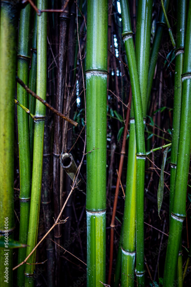 Fototapeta premium bamboo forest background