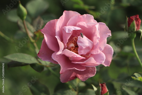 Beautiful pink rose blooming in the garden