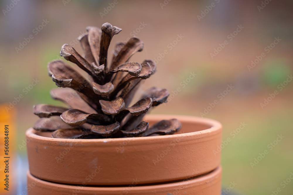 A big pine cone collected for decoration. Normally a pine cone dimension is around few inches or cm, however, Coulter Pine can be as big as a person thigh or arm.  - obrazy, fototapety, plakaty 