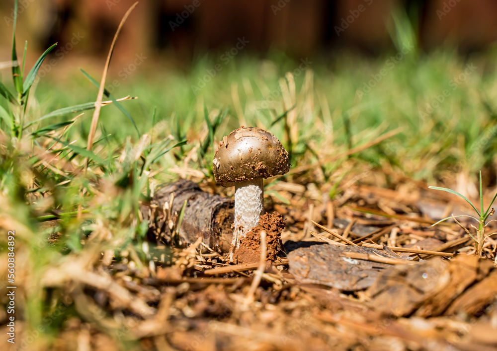 Obraz premium Wild mushrooms are growing around backyard. In good condition, clean environment and enough moisture, wild mushroom will grow naturally around yards. Should not eat because the mushroom may be toxic