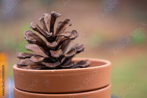 A big pine cone collected for decoration. Normally a pine cone dimension is around few inches or cm, however, Coulter Pine can be as big as a person thigh or arm.  photo