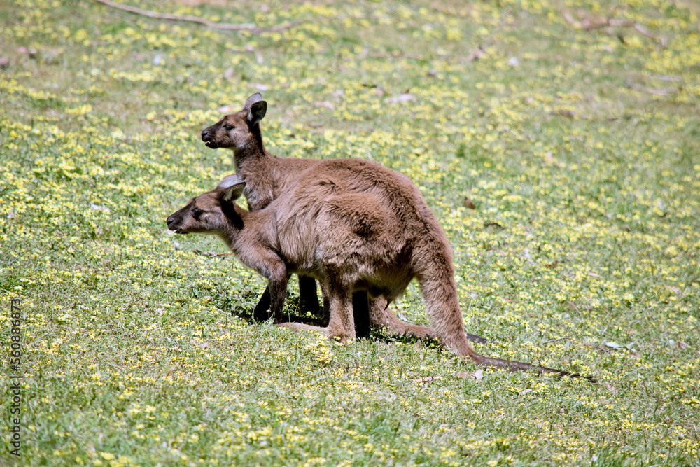 this is a side view of two kangaroo-island kangaroos in a field this is a side view of two kangaroo-island kangaroos in a field