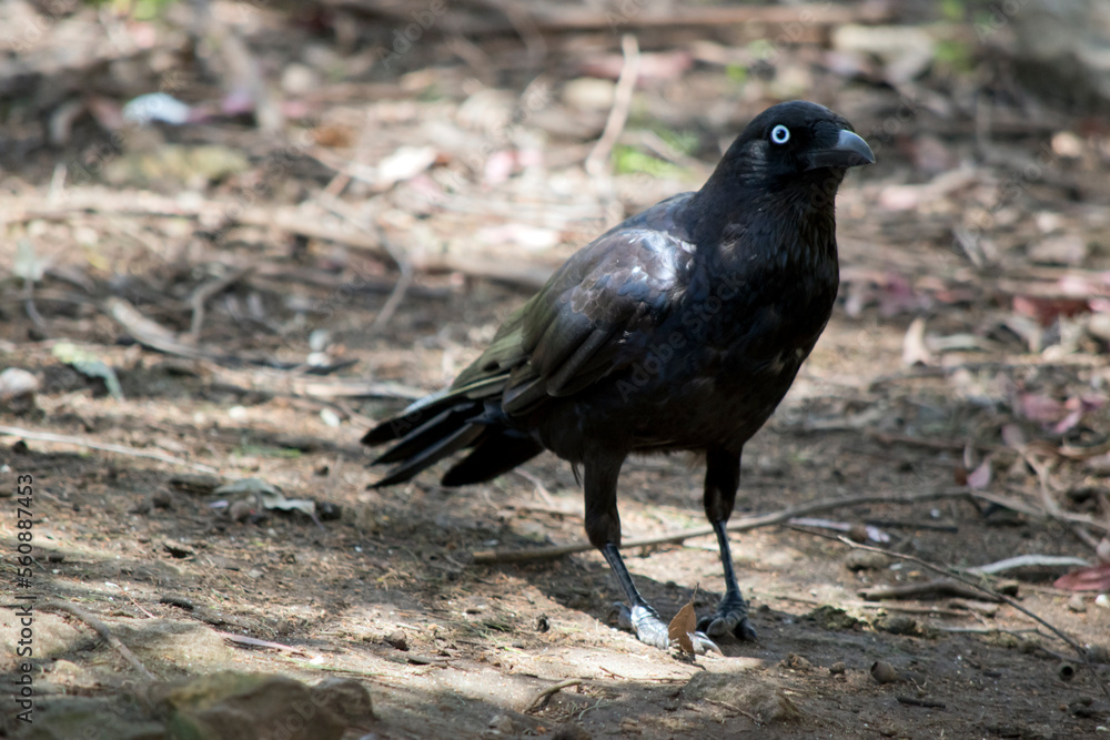 the raven is walking on the ground looking for food the raven is walking on the ground looking for food
