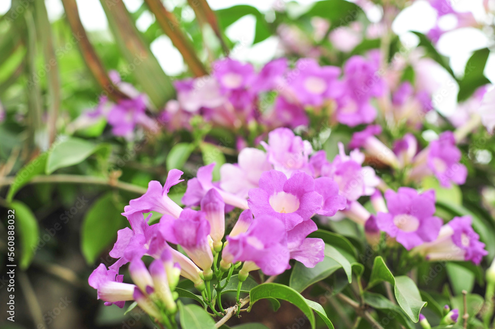 Garlic vine violet flower selective focus point Garlic vine violet flower selective focus point