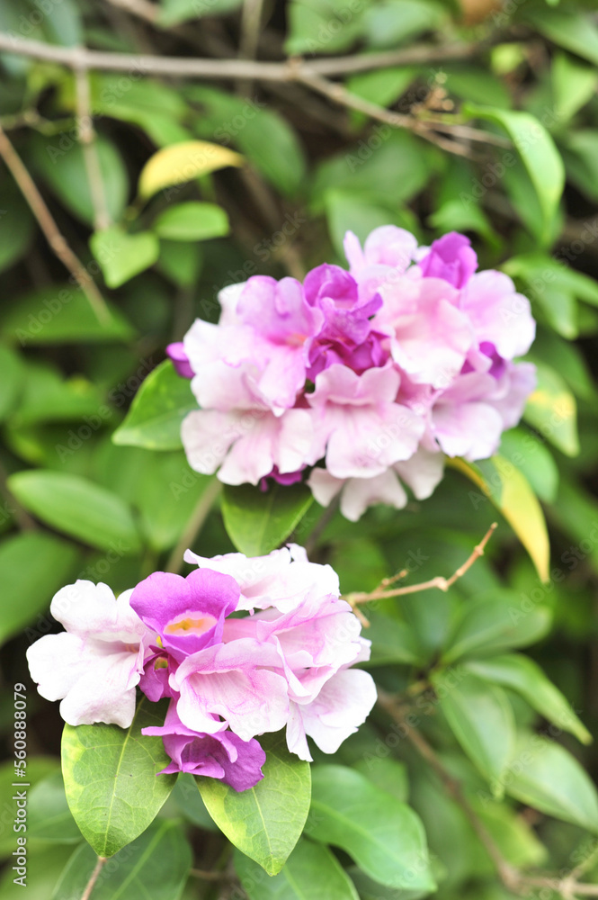 Garlic vine violet flower selective focus point Garlic vine violet flower selective focus point