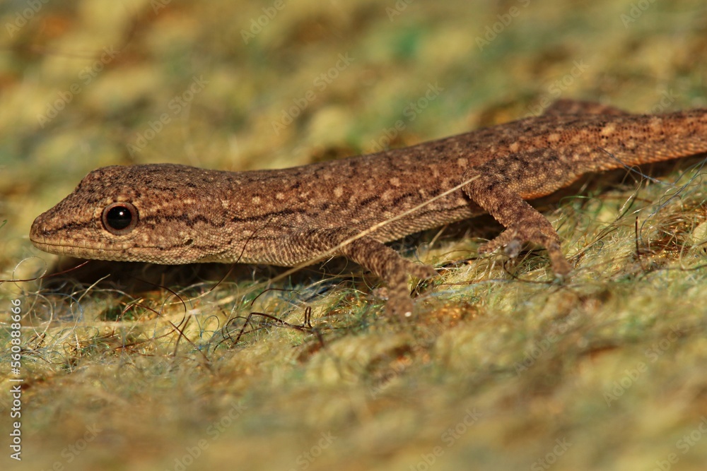 Very young Cape Dwarf Gecko. It is just about 2cm in length. Western Cape, South Africa. Very young Cape Dwarf Gecko. It is just about 2cm in length. Western Cape, South Africa.