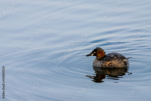 Little Grebe is staying in the lake.