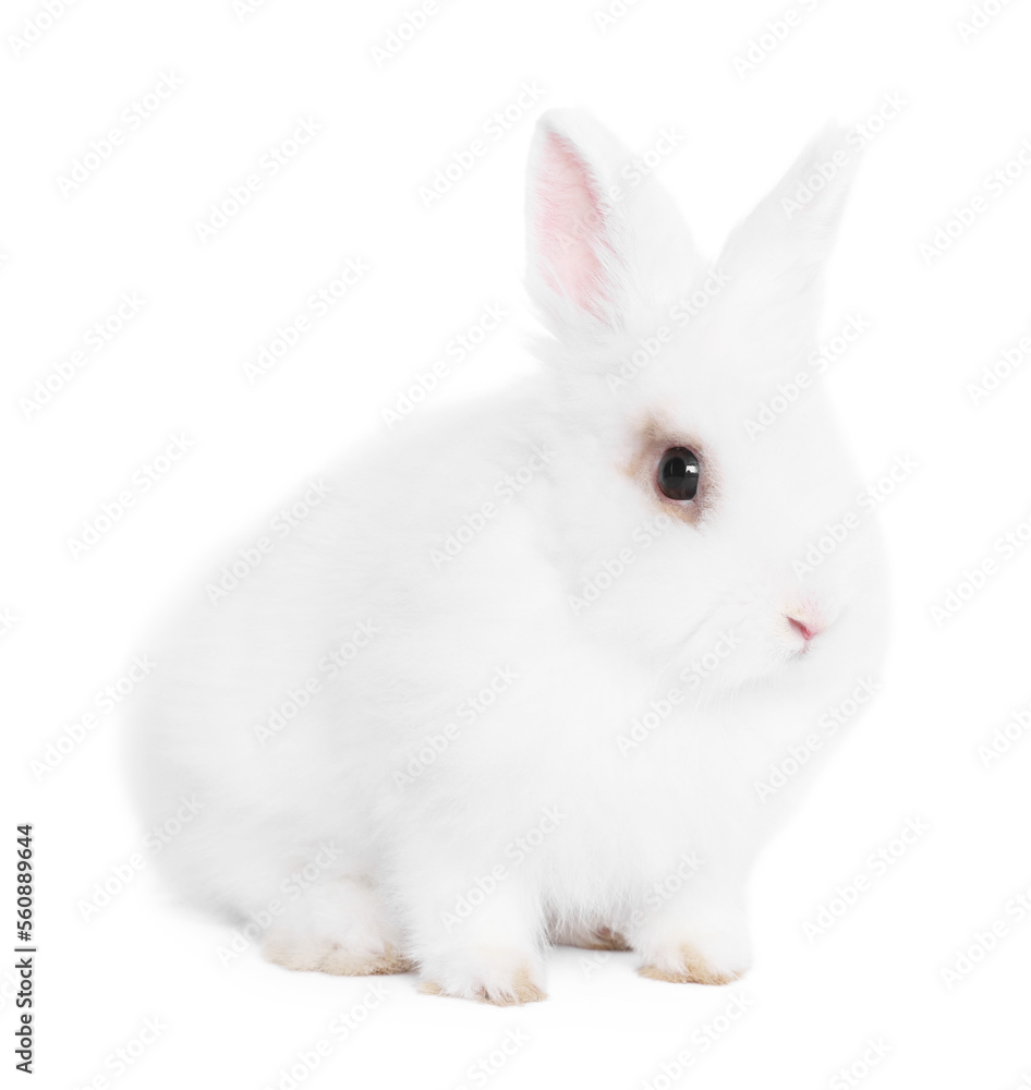 Fluffy rabbit on white background. Cute pet Fluffy rabbit on white background. Cute pet