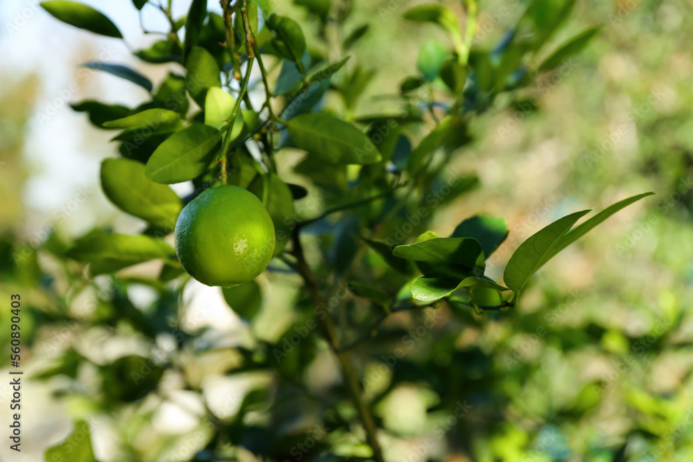 Ripe limes growing on tree in garden, closeup. Space for text
