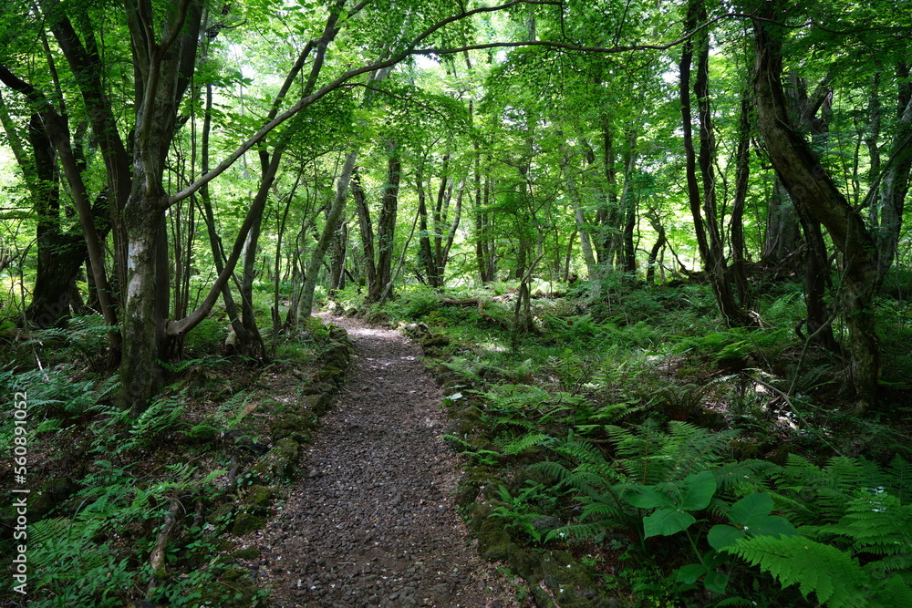 fine spring forest with path and fern