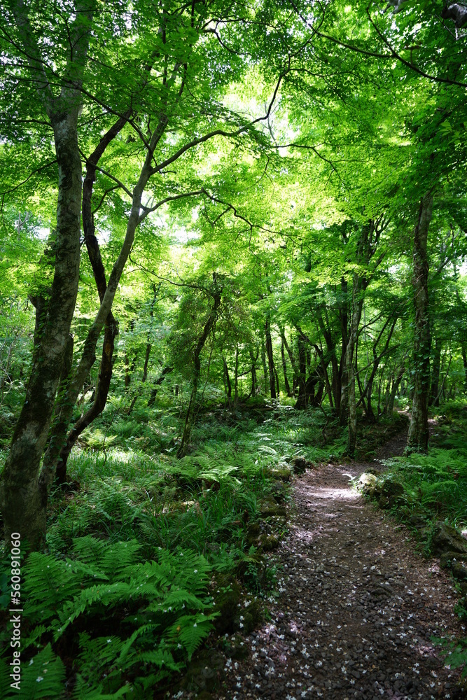 Obraz premium fine spring path in the gleaming sunlight