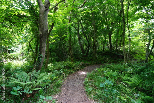 fine spring path in the gleaming sunlight